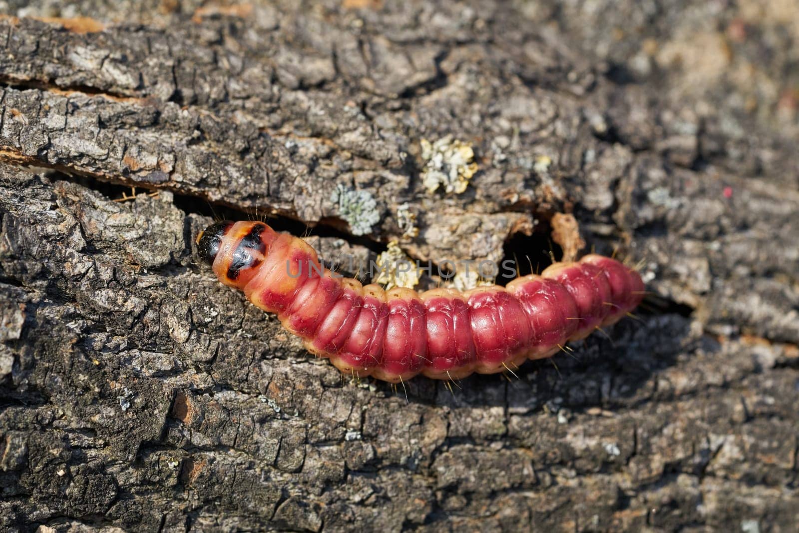Larva of a goat moth (Cossus Cossus) on the bark of a tree
