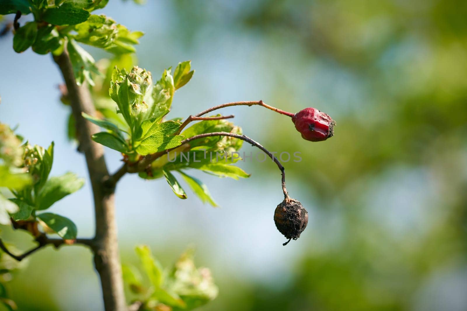 young bud on a tree in spring