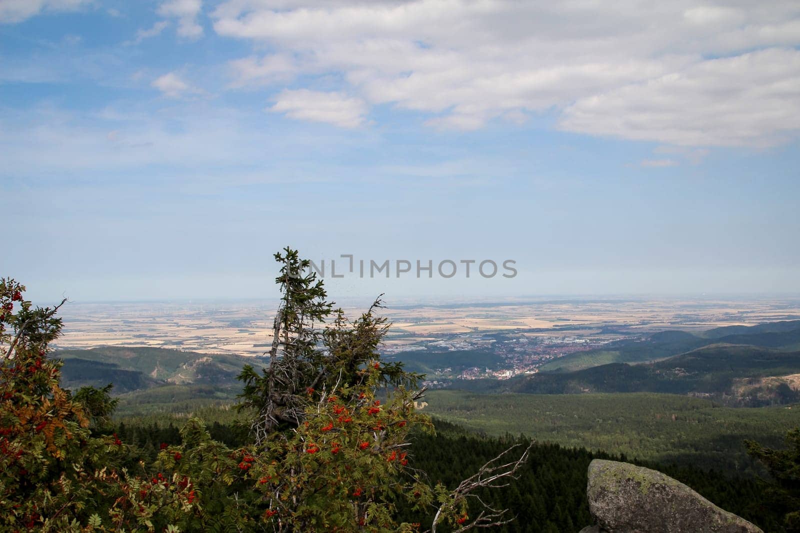 rock formation and forest in the Harz mountains