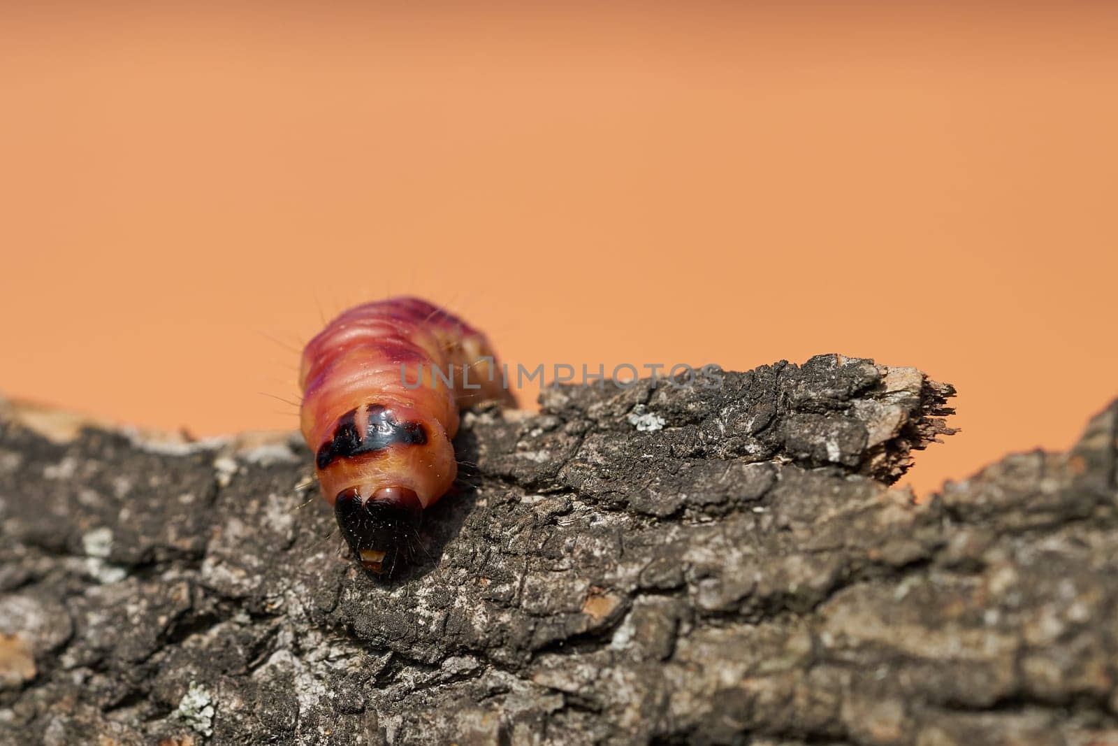 Larva of a goat moth (Cossus Cossus) on the bark of a tree