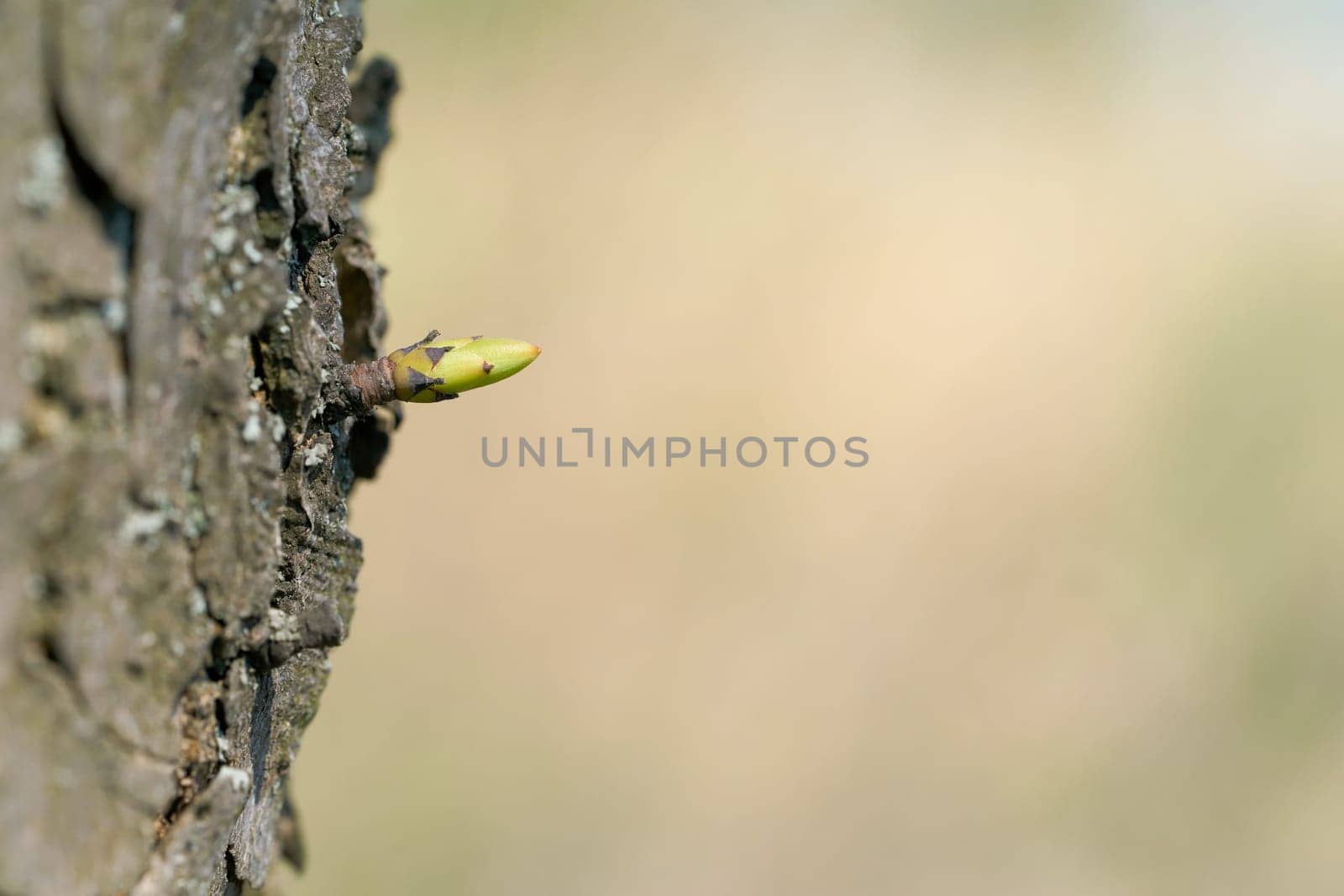 young bud on a tree in spring
