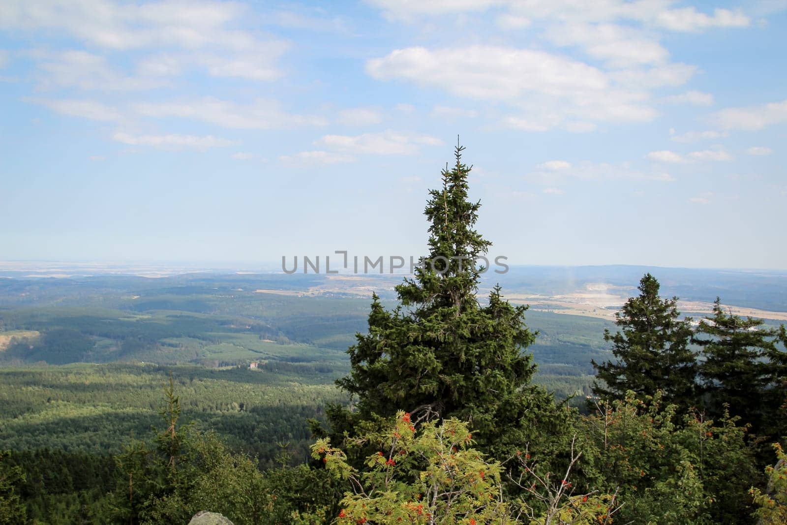 rock formation and forest in the Harz mountains