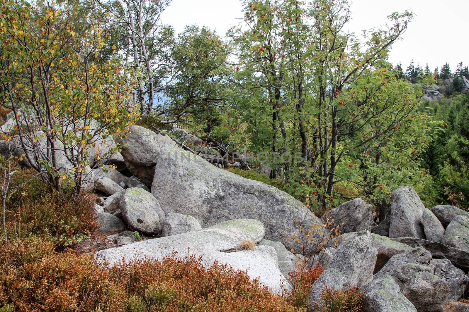 rock formation and forest in the Harz mountains
