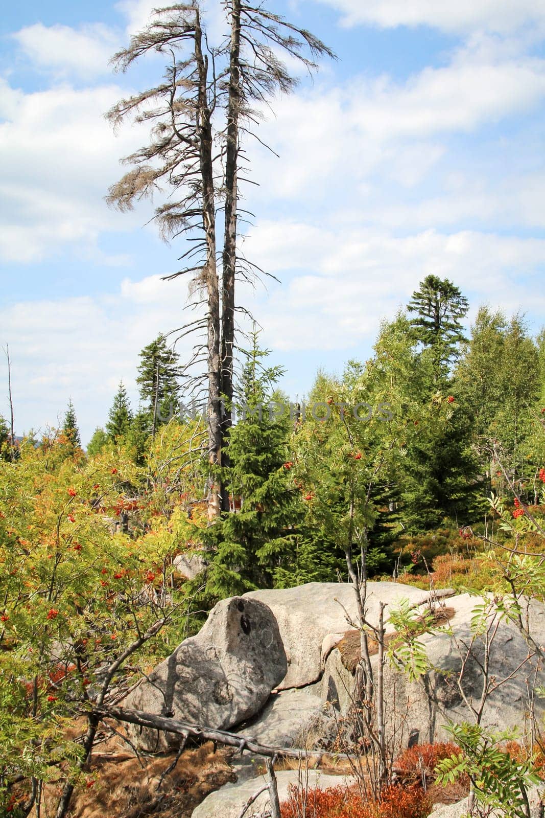 rock formation and forest in the Harz mountains