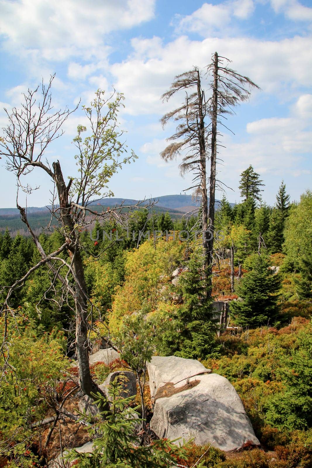 rock formation and forest in the Harz mountains