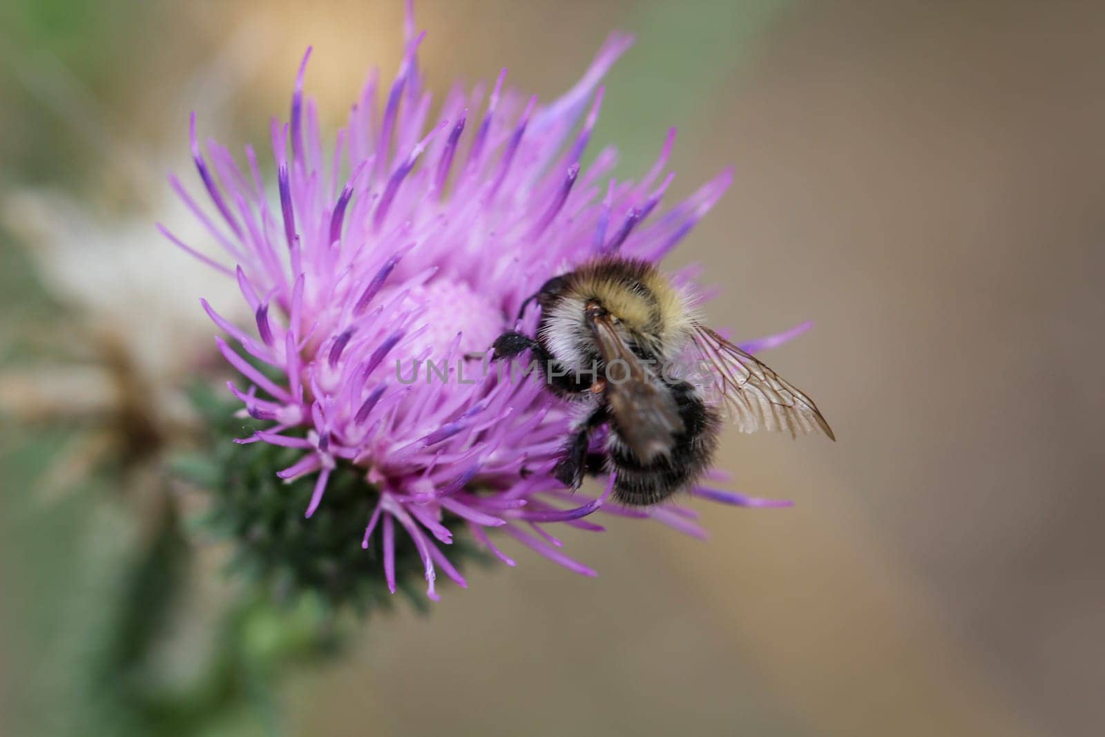 A close up of a bee, insect