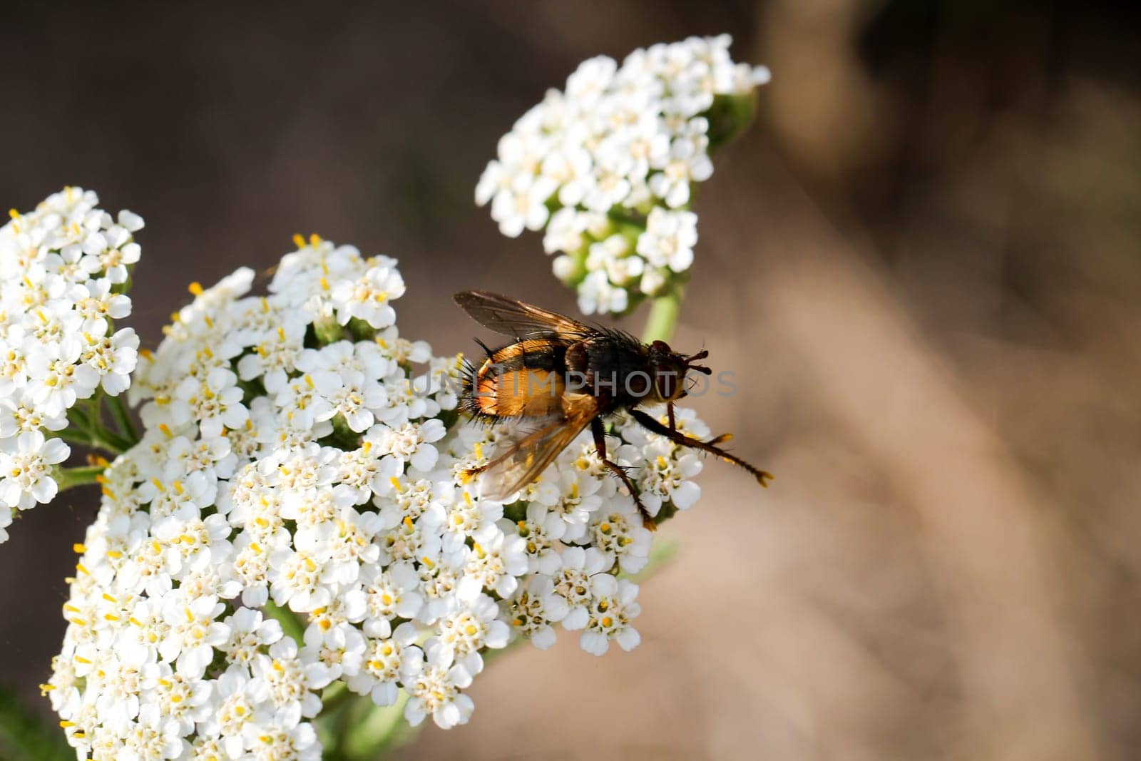 this is a close up of a fly