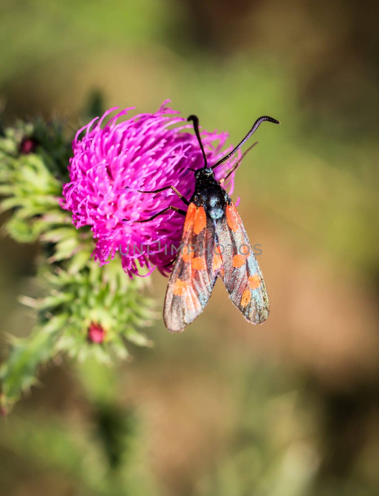 Close-up of a butterfly, rambling on a plant