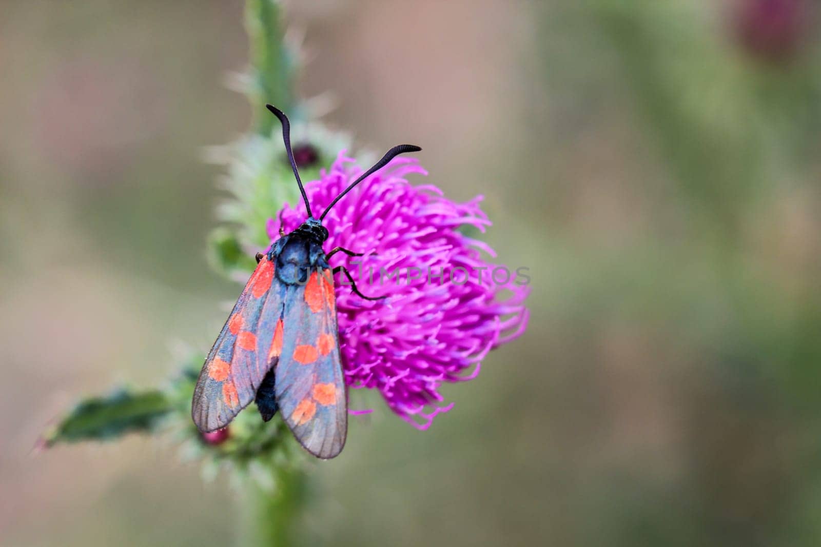 Close-up of a butterfly, rambling on a plant