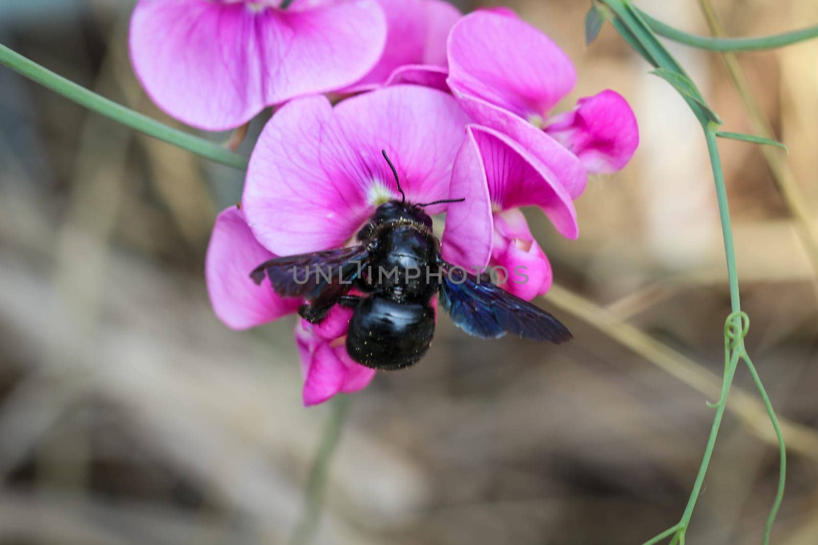 A close up of a bee, insect