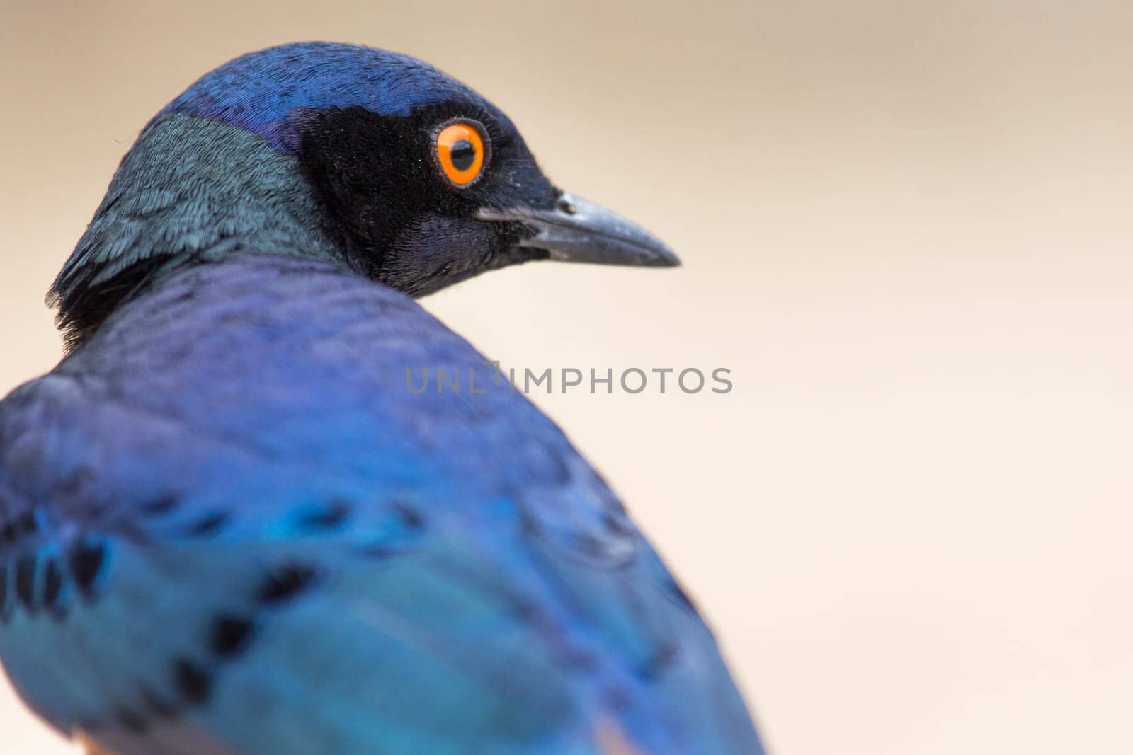 A colorful Superb Starling in Tanzania's Ngorongoro Crater