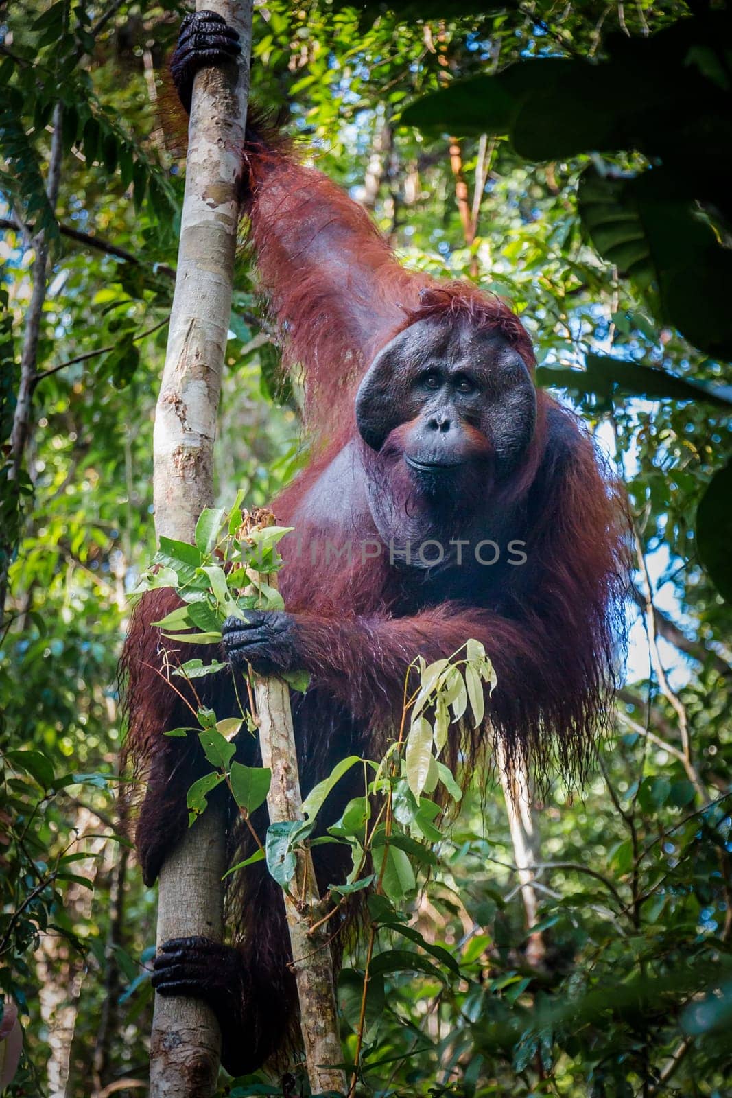 A male orangutan, hanging in a tree in the rainforrest of Borneo looks directly into to the lens