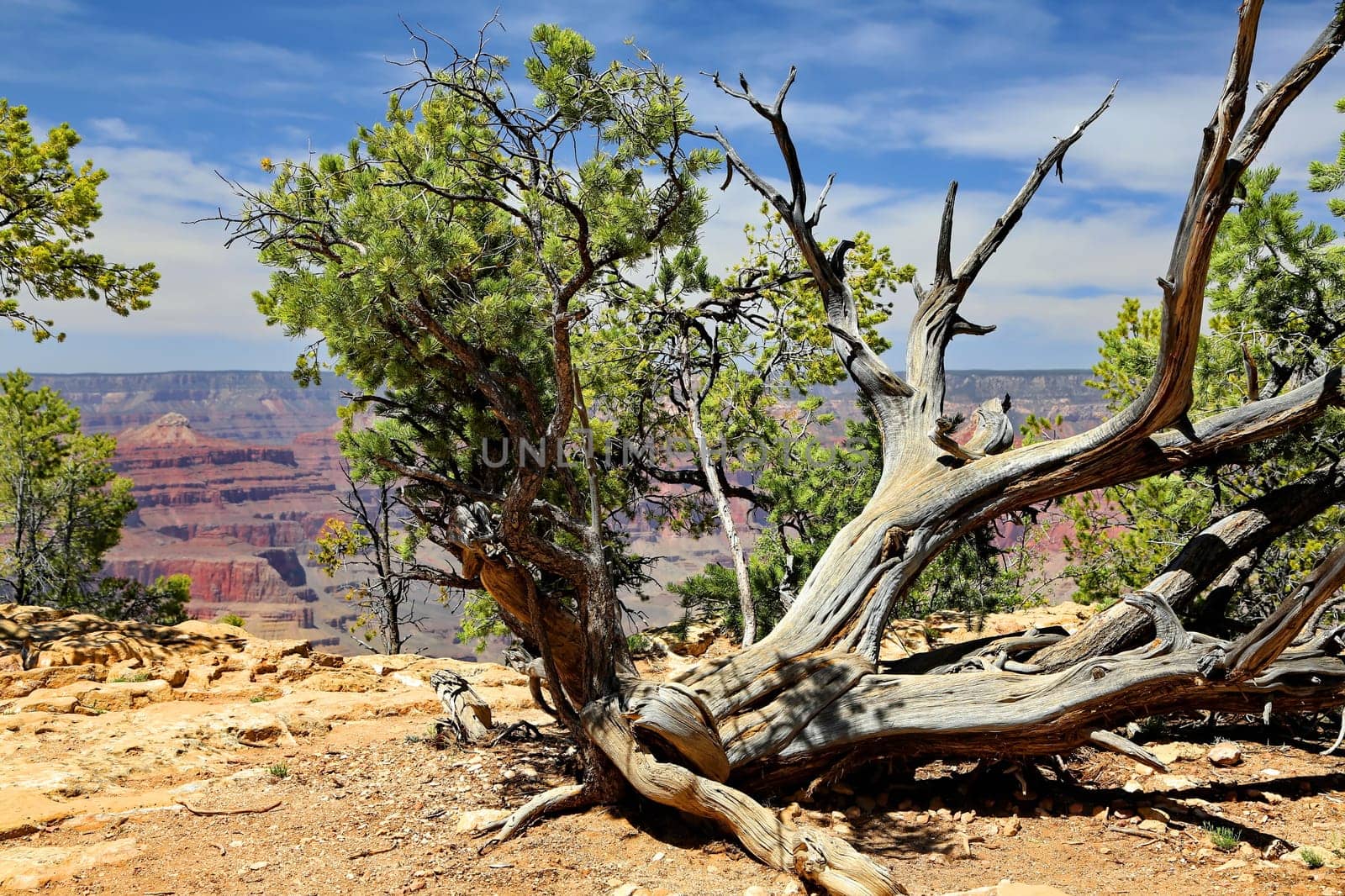 Grand Canyon in Arizona