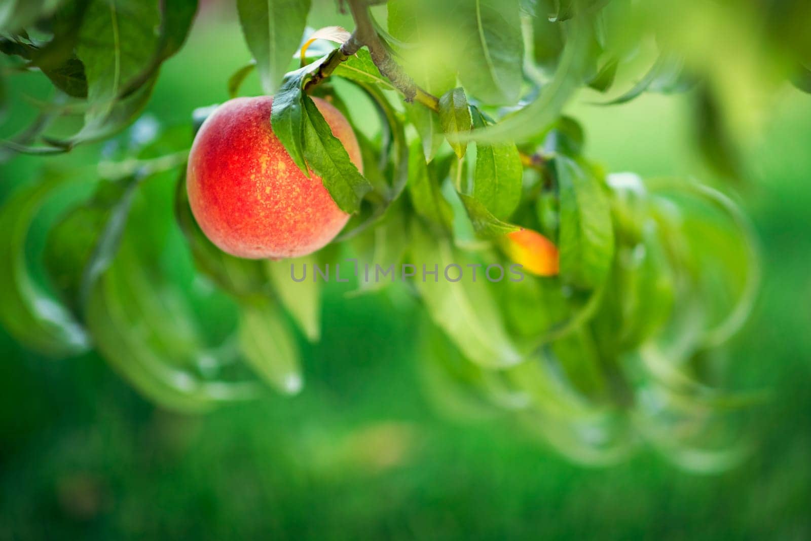 Peach fruit tree