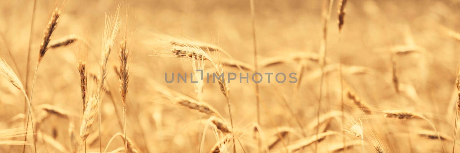 Golden wheat field in sunny day agriculture area