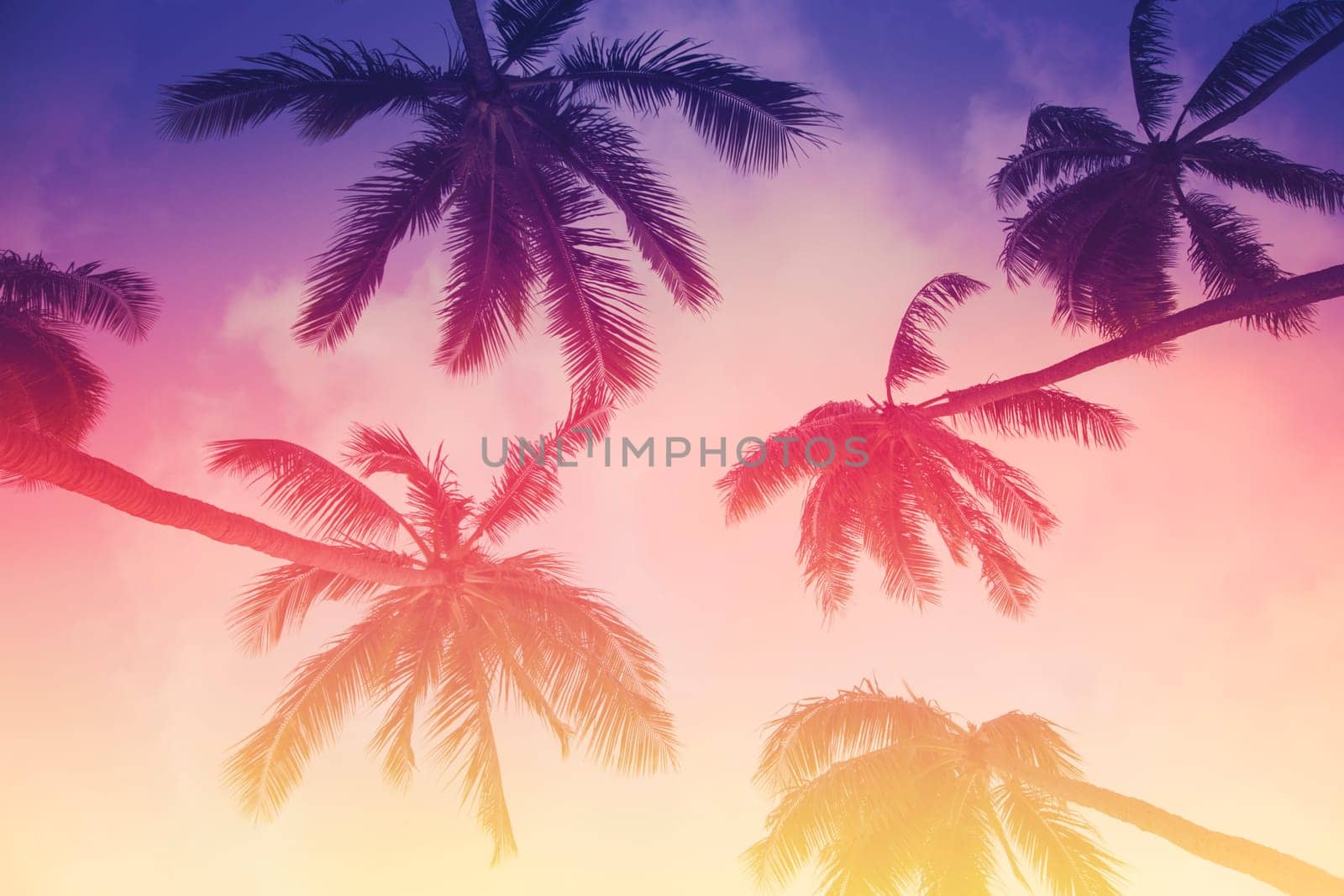 Palm tree silhouette on a background of tropical sunset