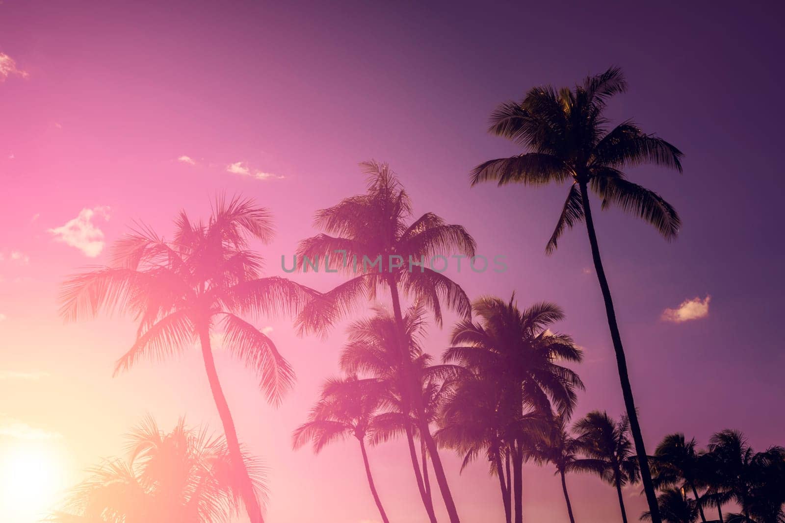 Palm tree silhouette on a background of tropical sunset