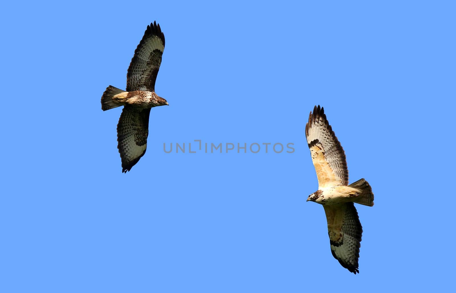 Buzzards Buteo buteo Buteo buteo dark and light variant