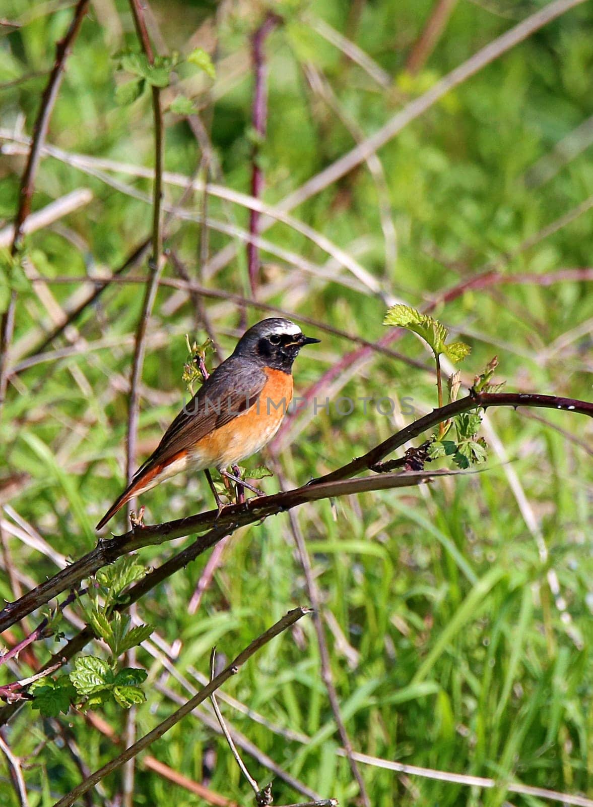 Male redstart Phoenicurus phoenicurus