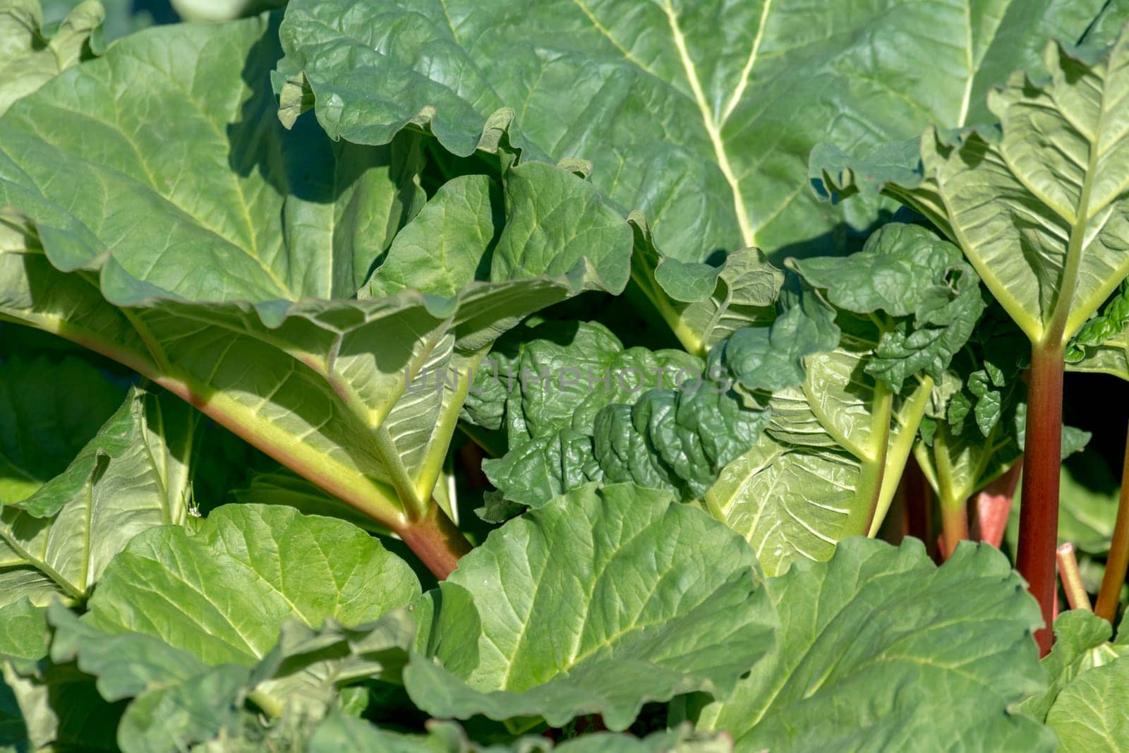 rhubarb plant with big leaves and single stems as background
