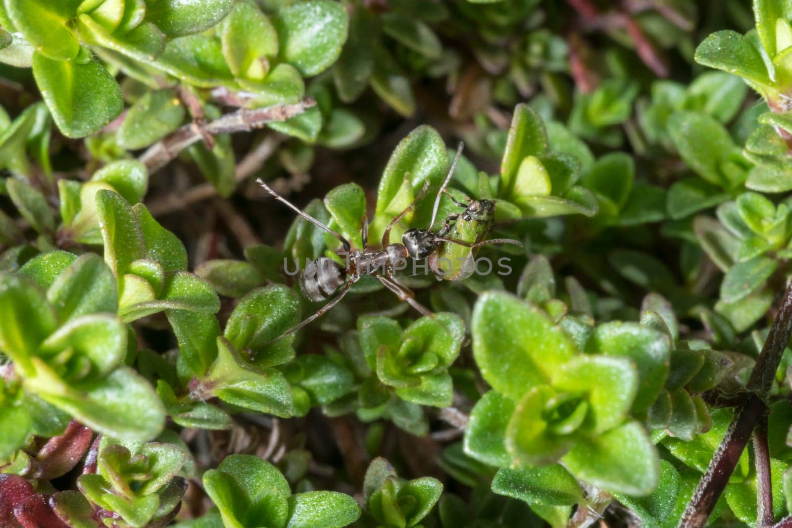 Small garden ant carries a green cicada through a field of thyme