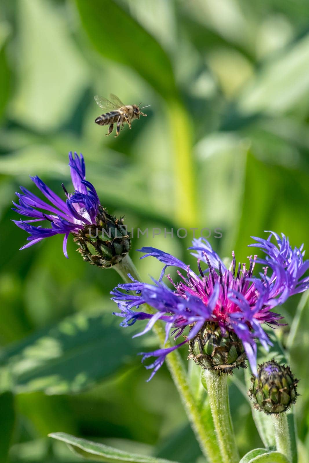 Cornflower with flying honeybee in front of green blurred background with copy space