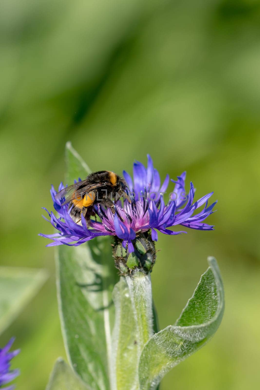 Cornflower with flying bumblebee in front of green blurred background with copy space