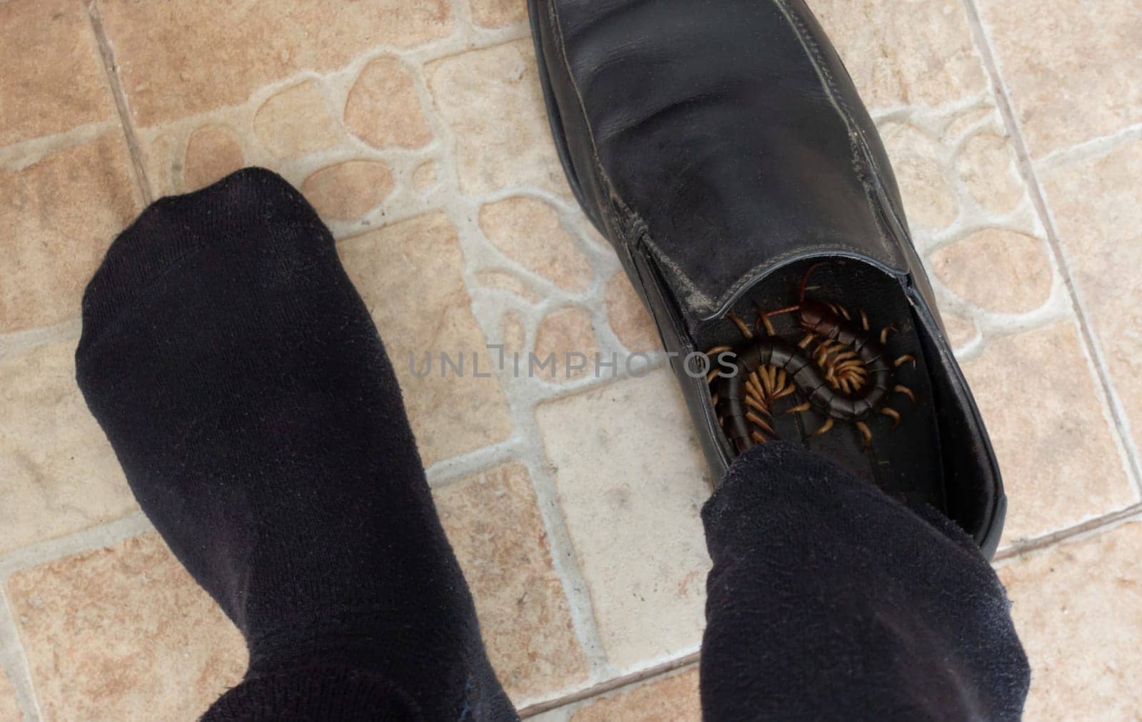 giant centipedes hiding in black ,leather shoes