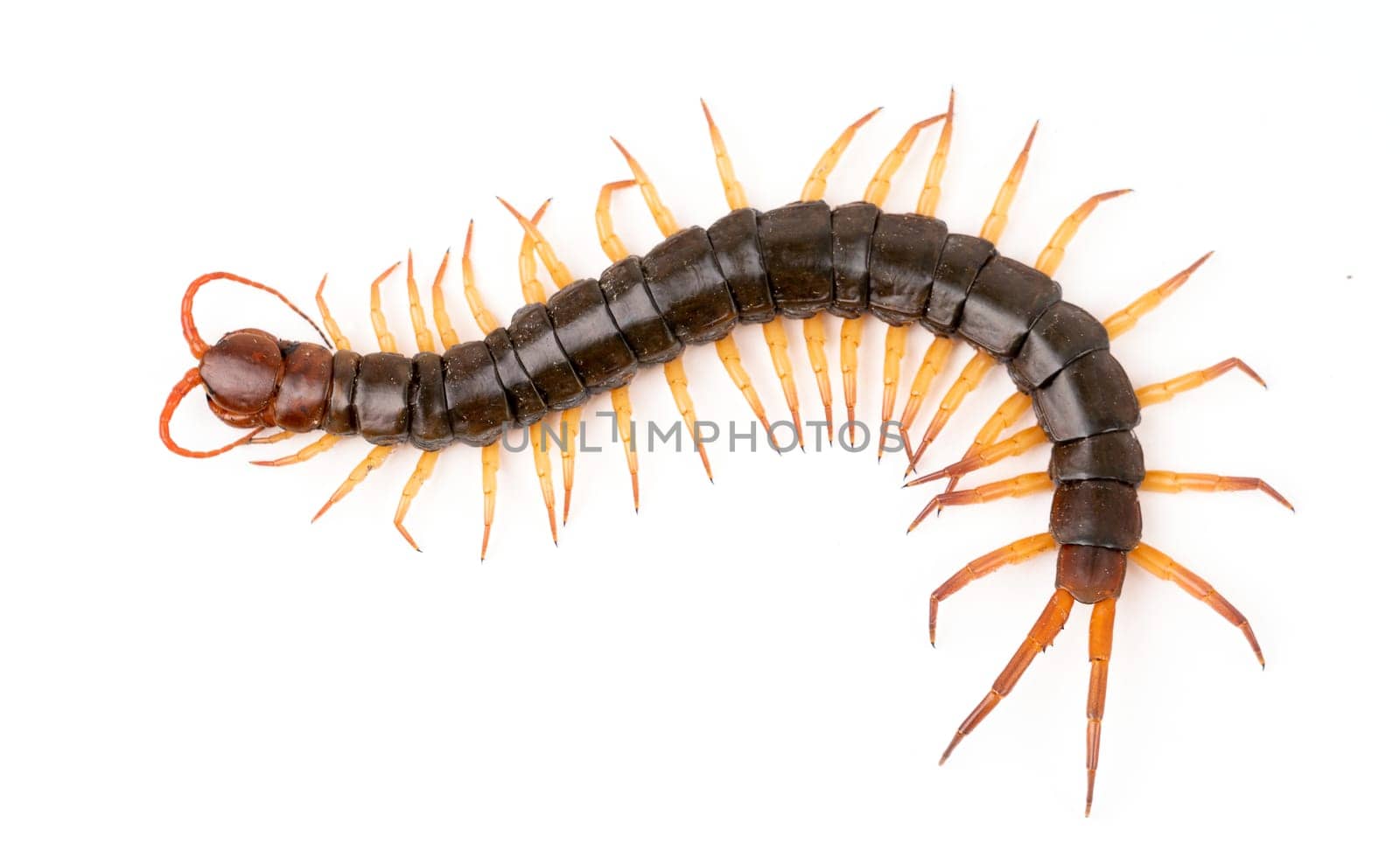centipede or chilopoda isolated on white background