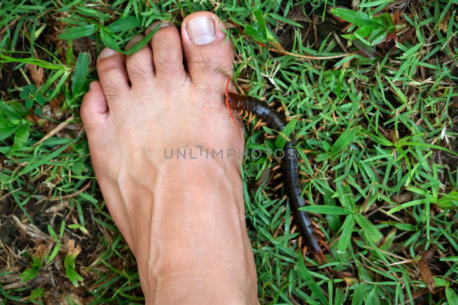 People were bitten by a centipede on their feet while walking in the garden.