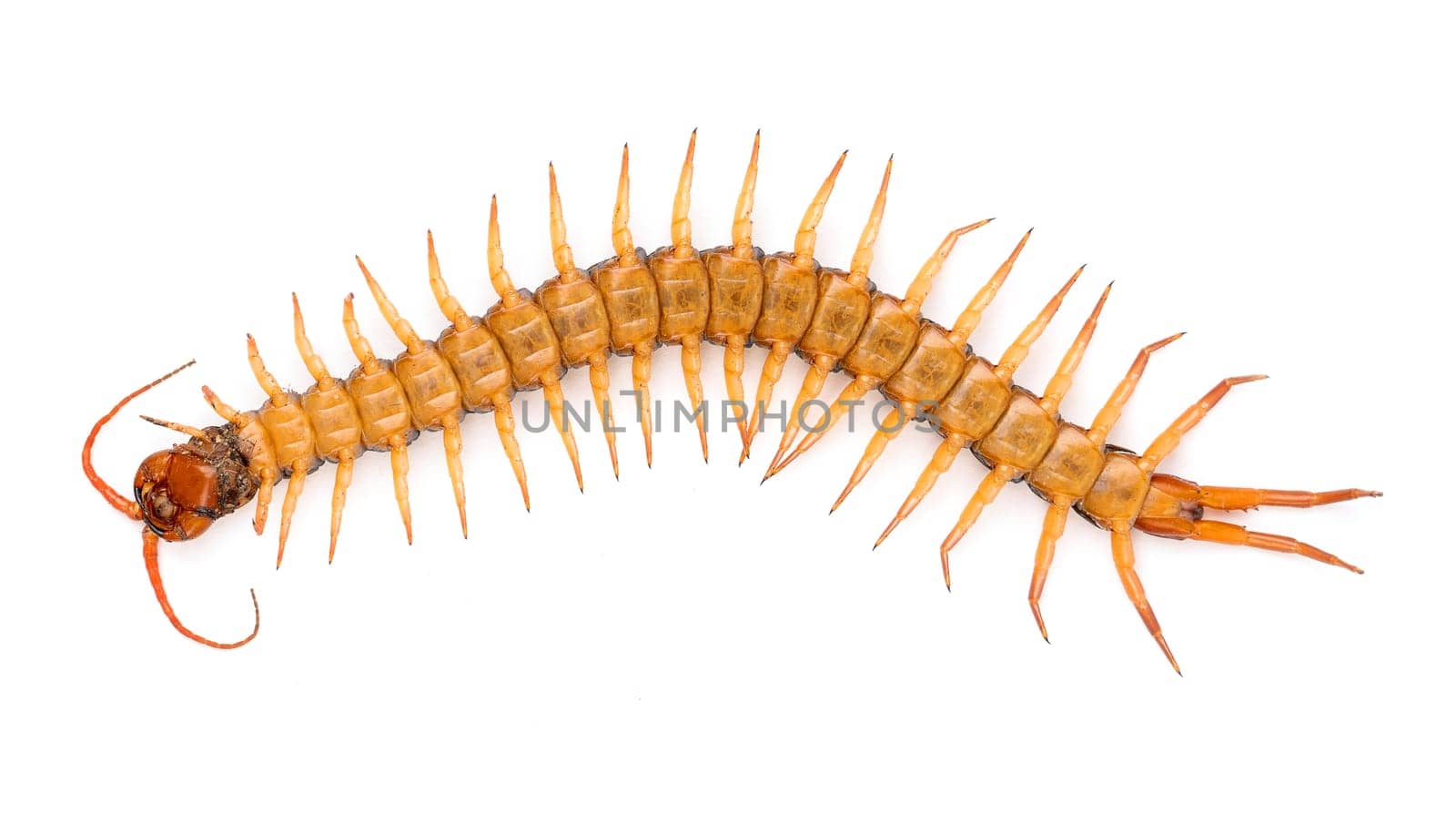 centipede or chilopoda isolated on white background