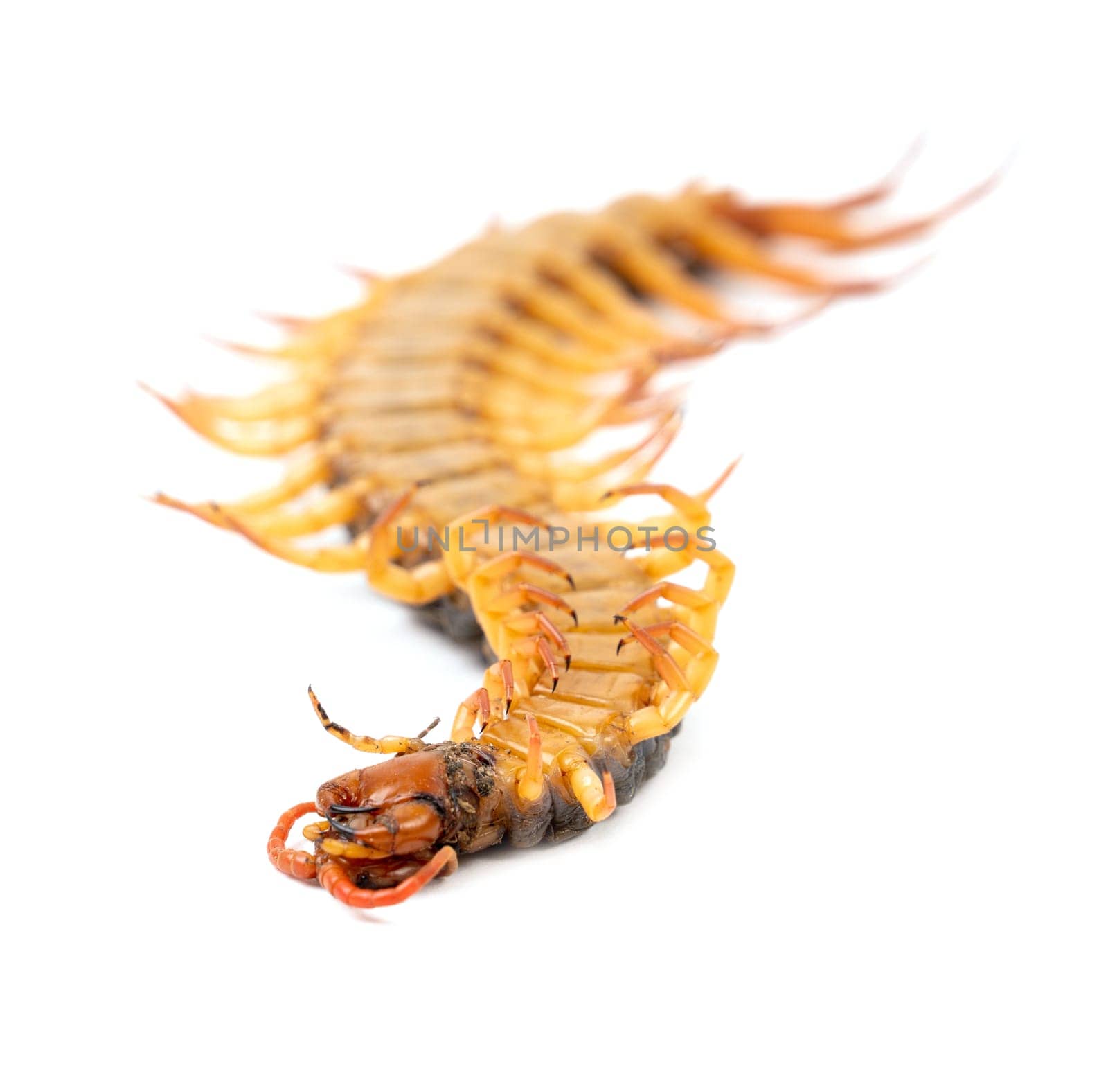 centipede or chilopoda isolated on white background