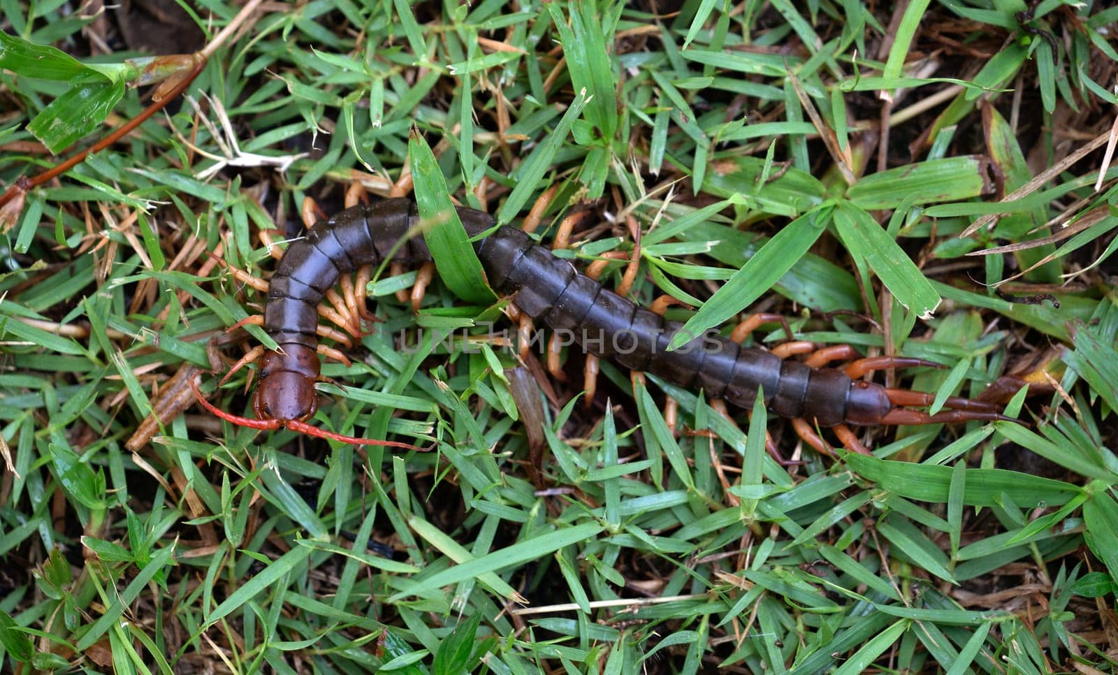 giant centipede or chilopoda on green grass