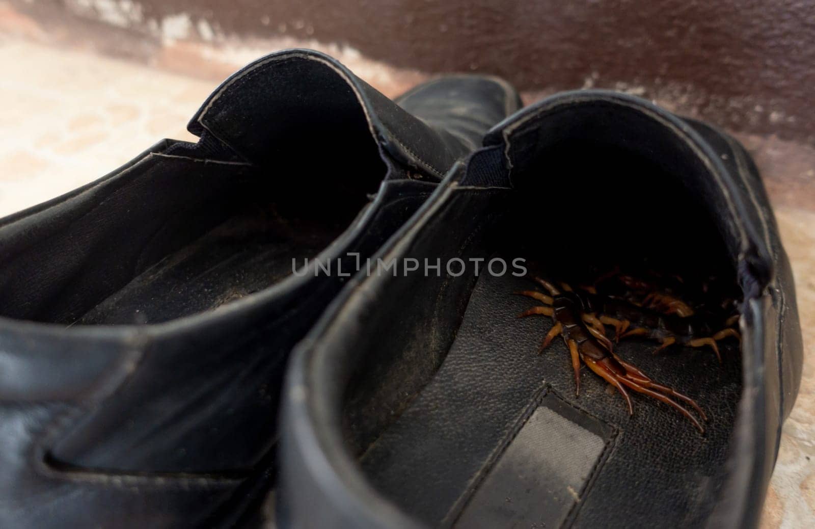 giant centipedes hiding in black ,leather shoes