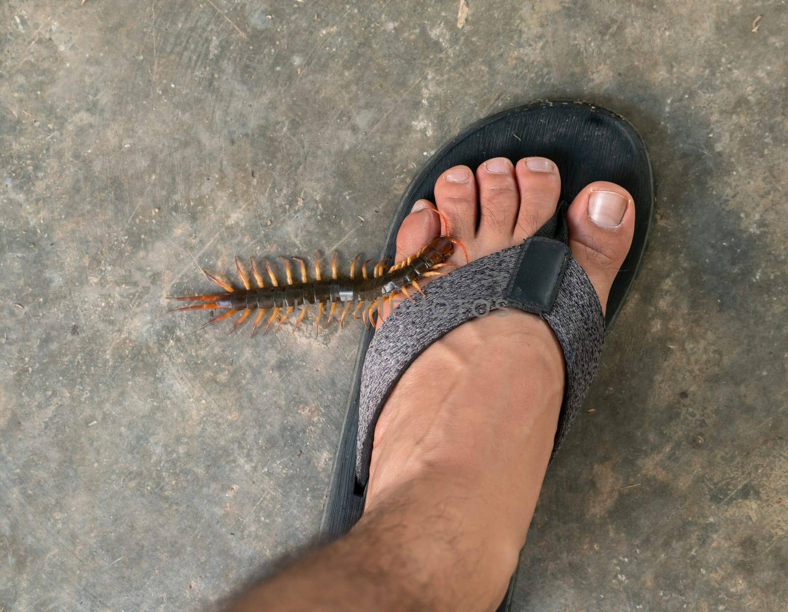 People were bitten by a centipede on feet while walking in their home