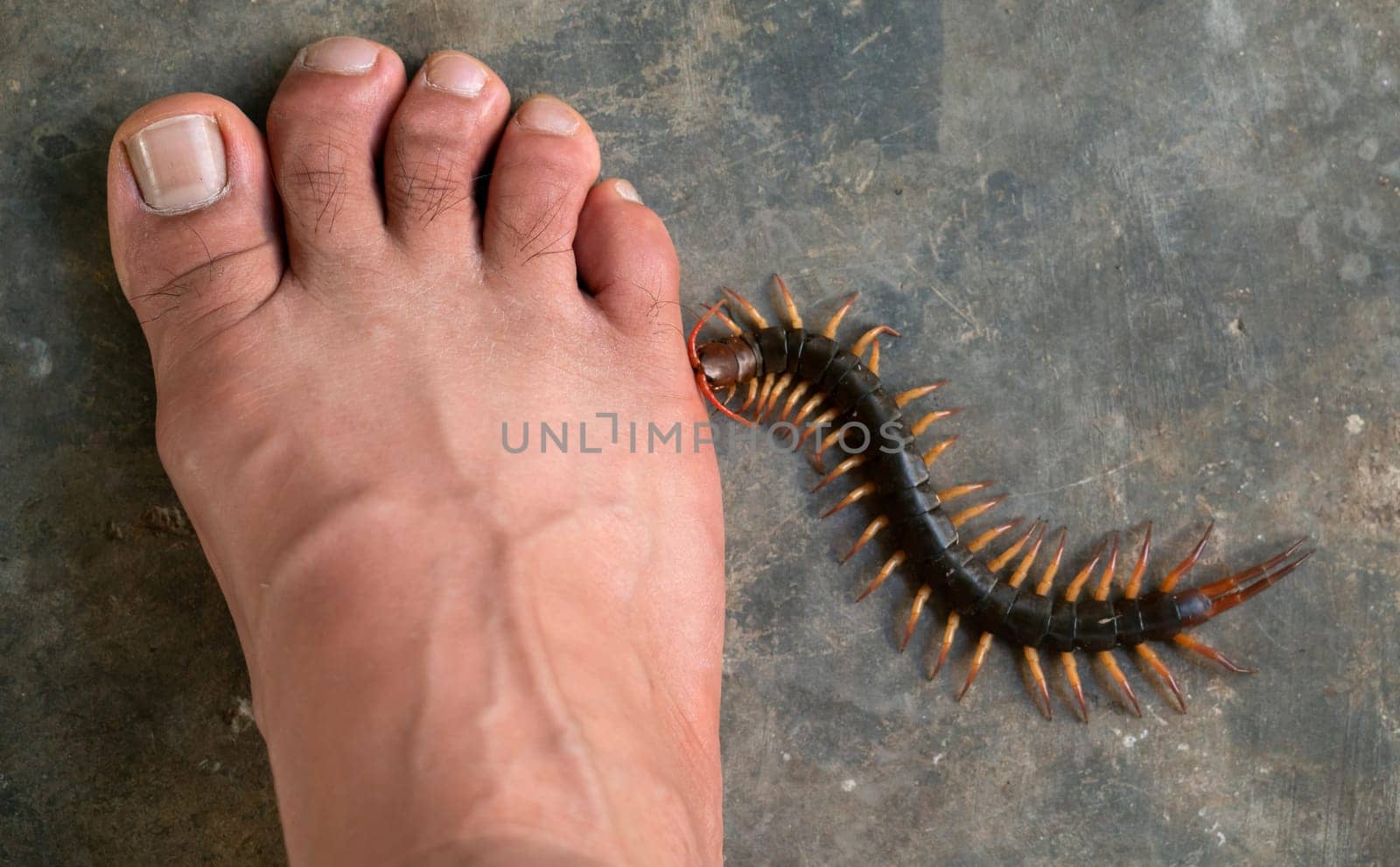 People were bitten by a centipede on feet while walking in their home