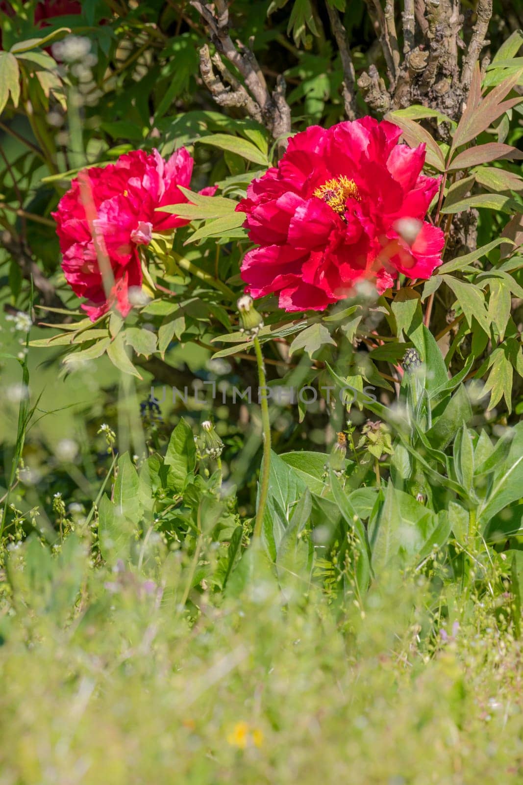 Big red peony with leaves, gras, and copy-space