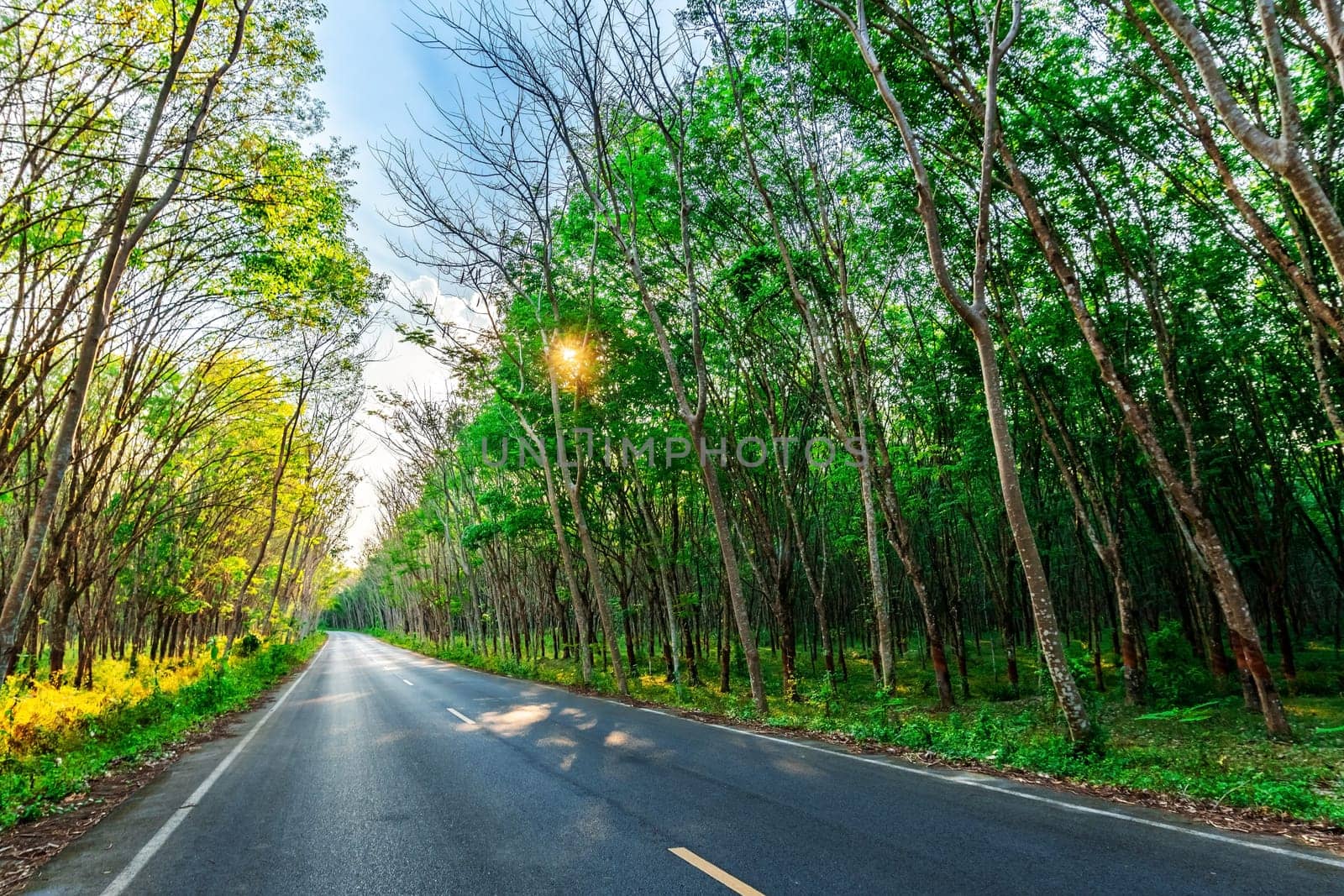 Para rubber tree and road way, latex rubber plantation and tree rubber in southern Thailand