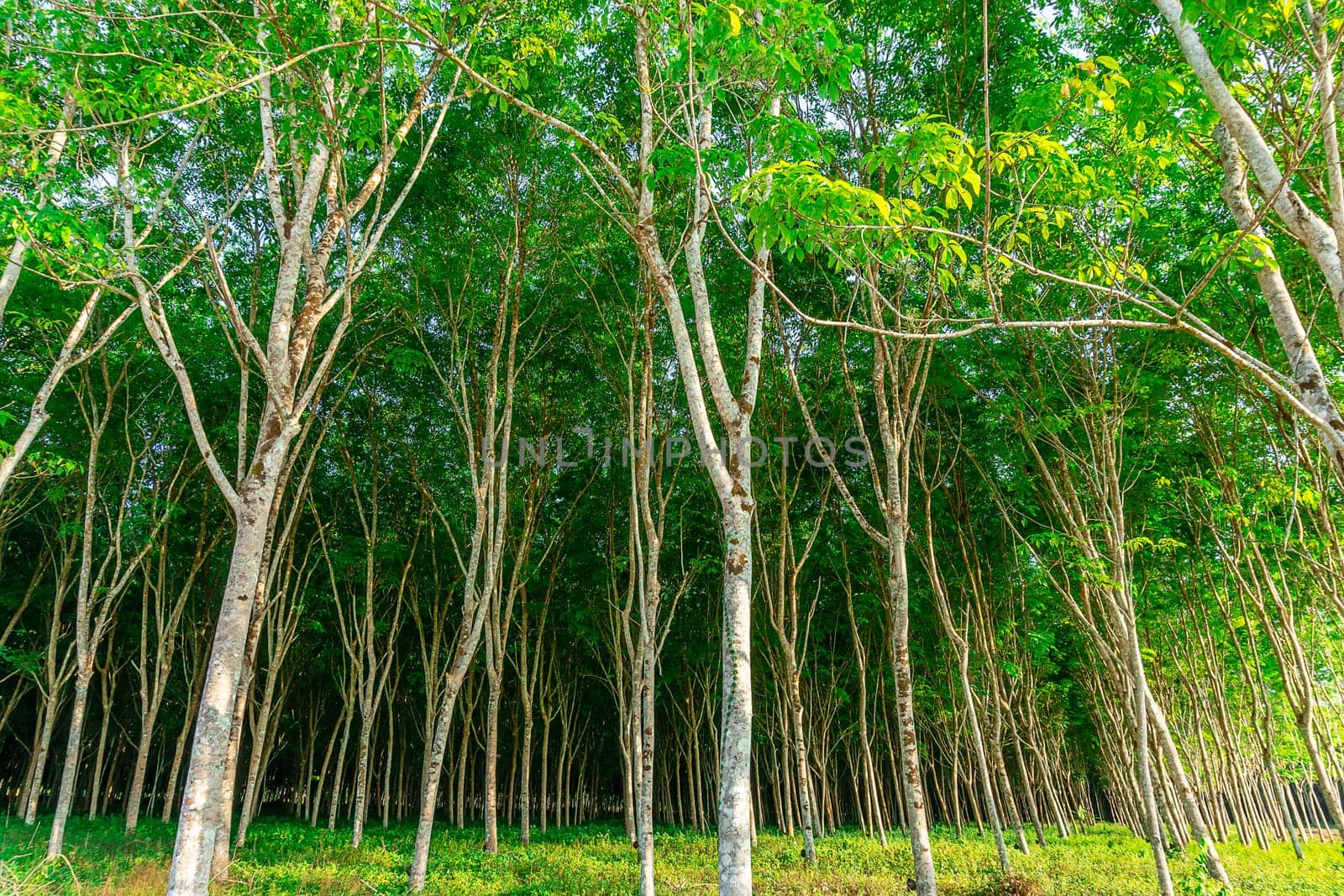 Para rubber tree, latex rubber plantation and tree rubber in southern Thailand