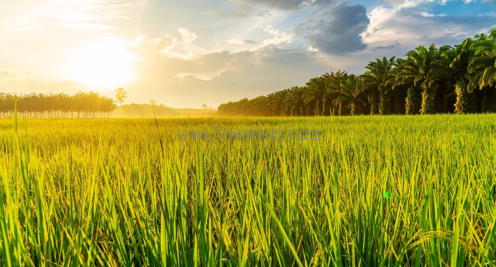 Rice field panorama with sunrise or sunset over the sun in moning light
