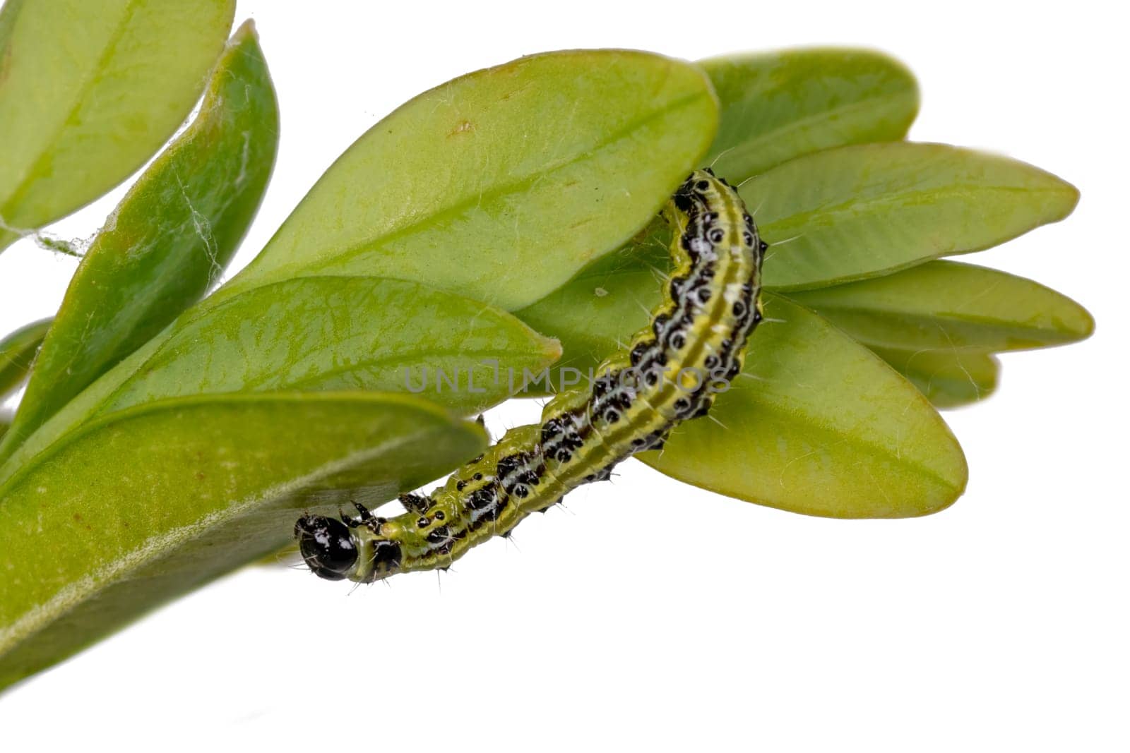 Boxwood borer crawls on a branch. Boxwood bright leaves isolated on white
