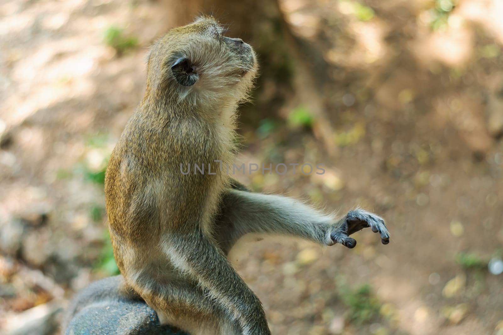 Asia monkey wildlife on blurred background