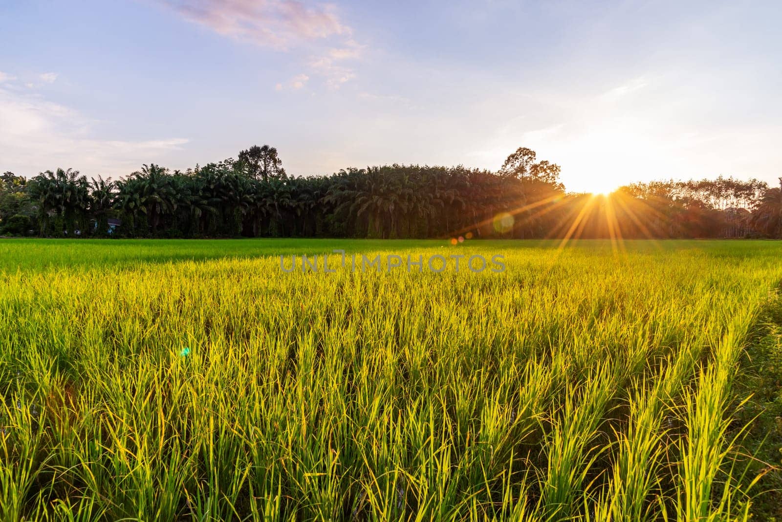 Rice field with sunrise or sunset and sunbeam flare over the sun in morning light