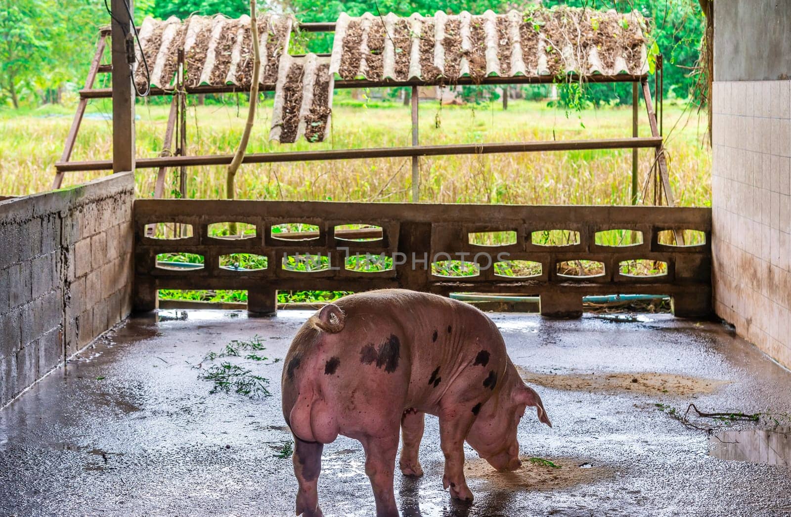 Breeder red pigs on a farm in rural countryside