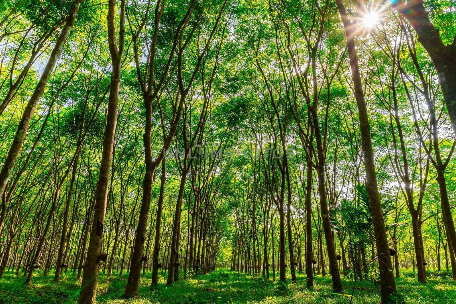 Latex rubber plantation or para rubber tree or tree rubber with sun ray in southern Thailand