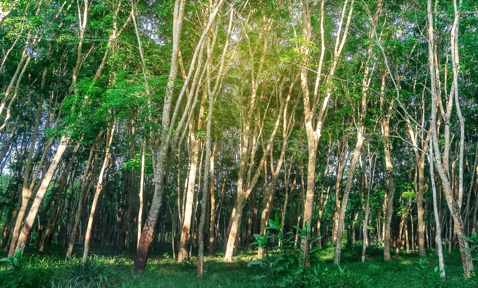 Para rubber tree, latex rubber plantation and tree rubber in southern Thailand
