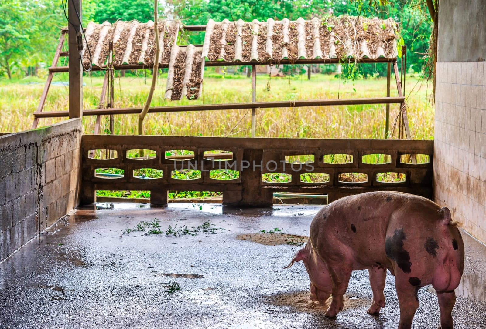 Breeder red pigs on a farm in rural countryside