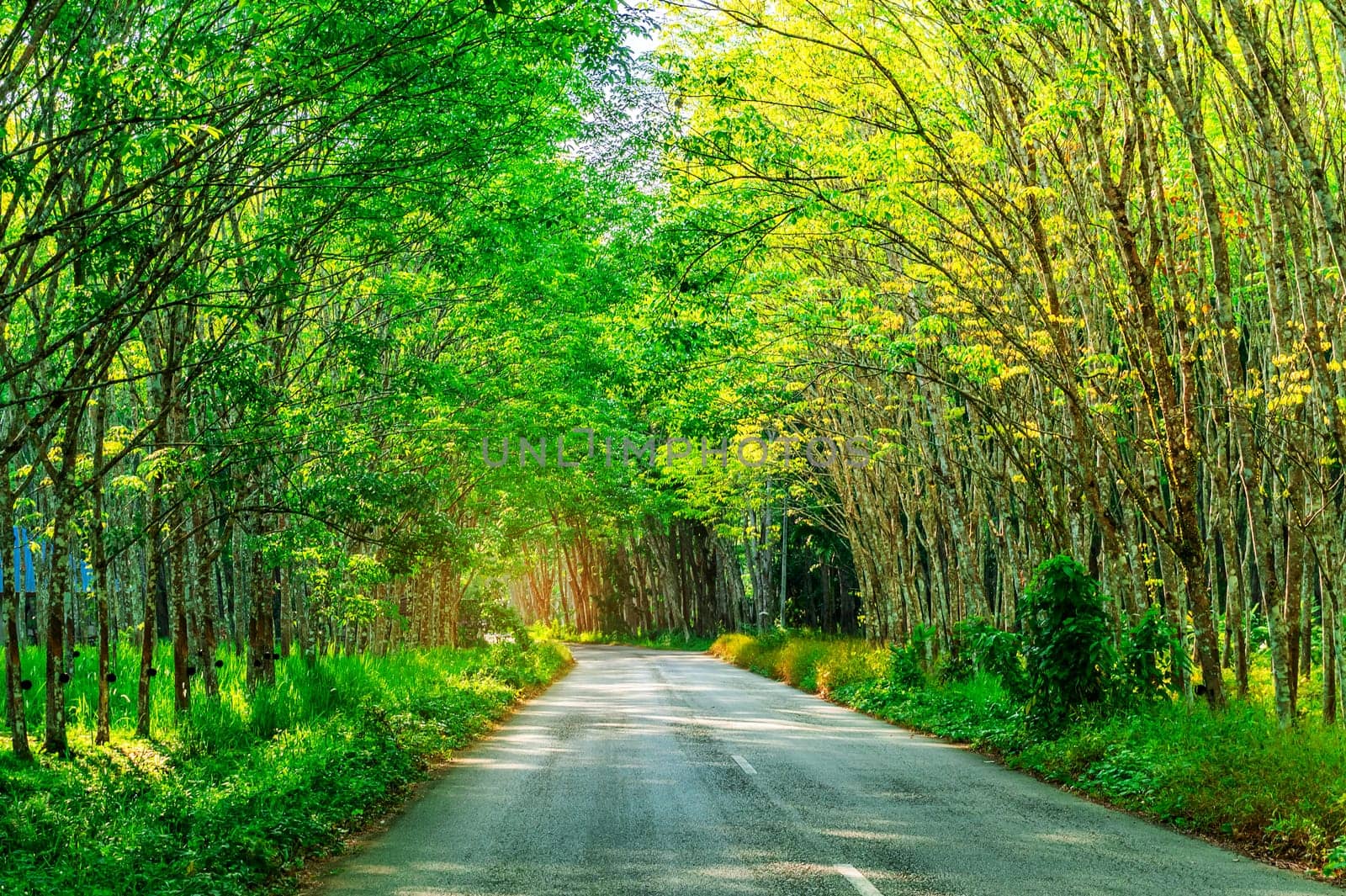 Para rubber tree and road way, latex rubber plantation and tree rubber in southern Thailand