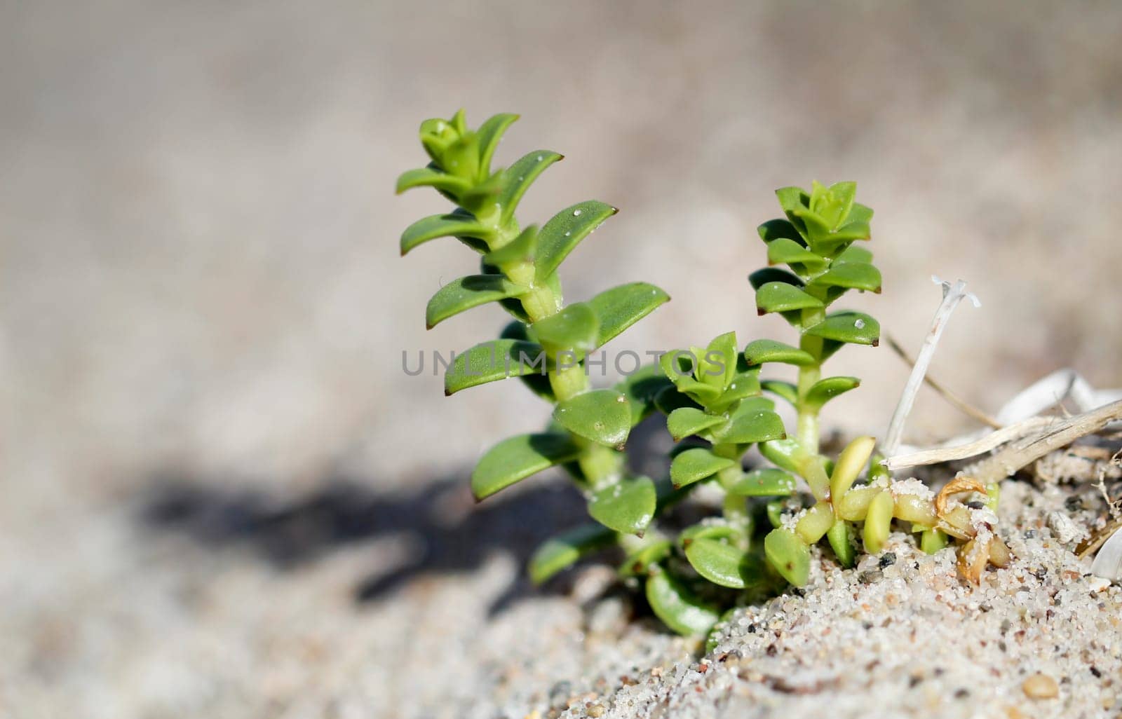 a small plant is fighting its way out of the sand