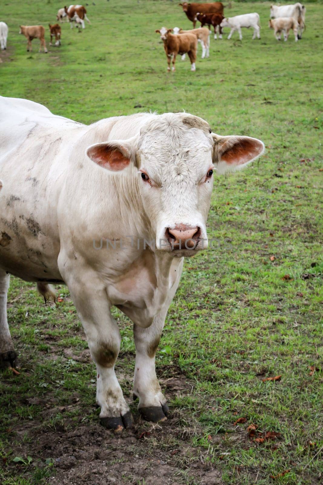 a lot of cows in the pasture
